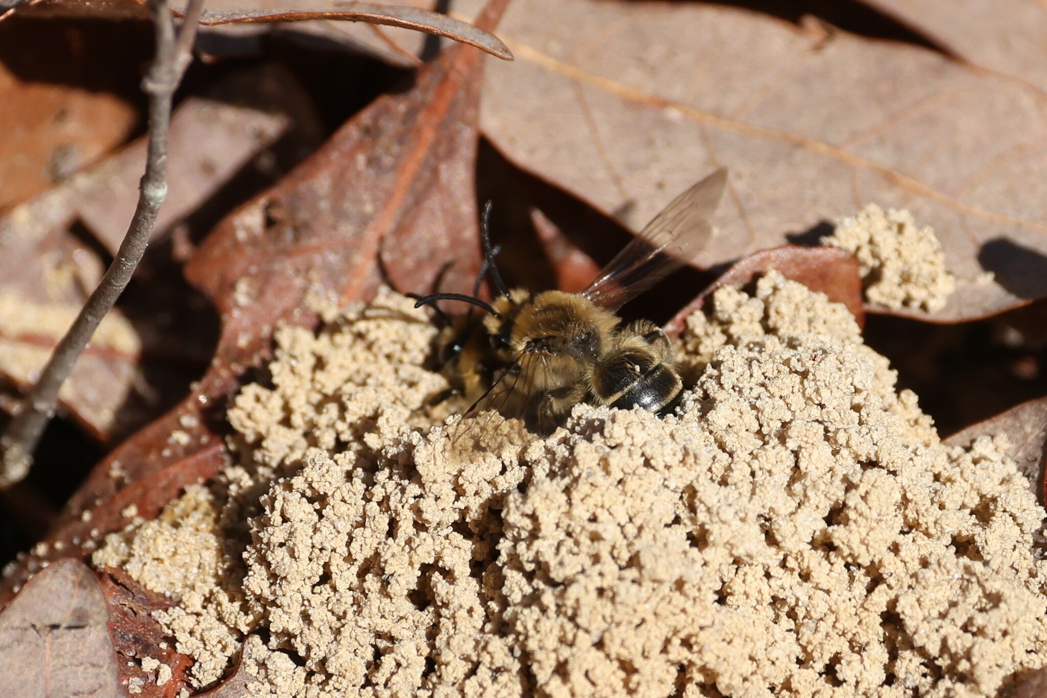Haplotrinchus Inaequalis Colletes inaequalis Say, 1837