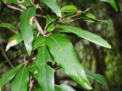 Nestegis cunninghamii