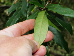 Nestegis cunninghamii