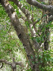 Nestegis cunninghamii