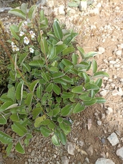 Brachyglottis elaeagnifolia