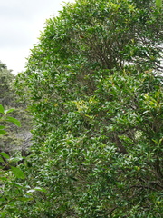 Nestegis cunninghamii