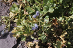 Delphinium brunonianum