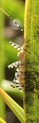 Pselliopus cinctus