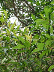 Nestegis cunninghamii