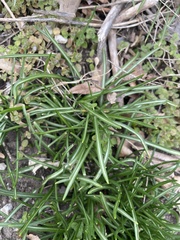 Ornithogalum