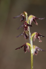 Genoplesium ostrinum