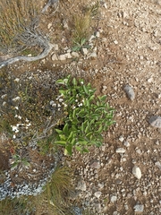 Brachyglottis elaeagnifolia