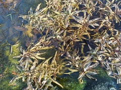 Veronica anagallis-aquatica