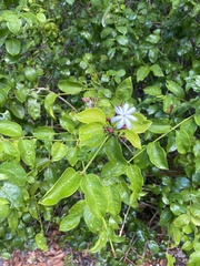 Jasminum multipartitum
