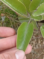 Brachyglottis elaeagnifolia