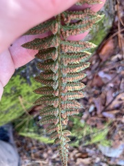 Polystichum imbricans