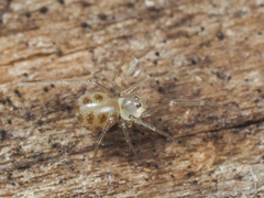 Spermophora senoculata