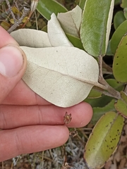 Brachyglottis elaeagnifolia