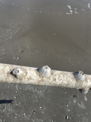 Amphibalanus eburneus