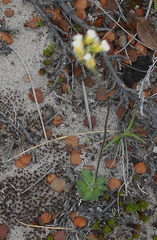 Draba cinerea