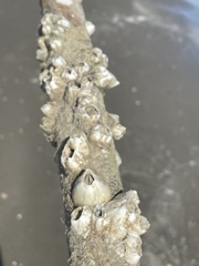 Amphibalanus eburneus