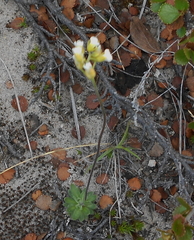 Draba cinerea