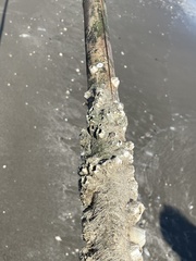 Amphibalanus eburneus