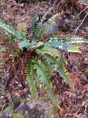 Polystichum imbricans