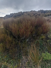 Dracophyllum subulatum