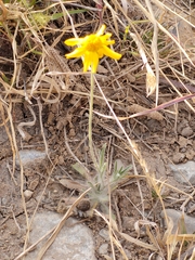Tetraneuris linearifolia