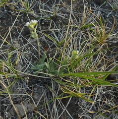Draba cinerea