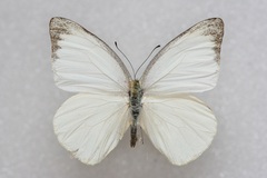 Appias galene