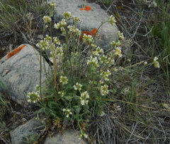 Draba cinerea