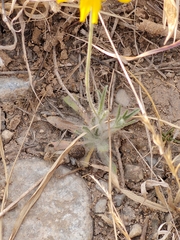 Tetraneuris linearifolia