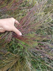 Dracophyllum subulatum