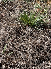 Yucca filamentosa