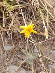 Tetraneuris linearifolia