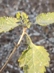 Lantana achyranthifolia