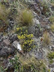 Helichrysum parvifolium