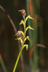 Genoplesium apostasioides
