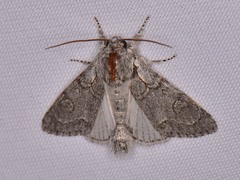 Acronicta tota