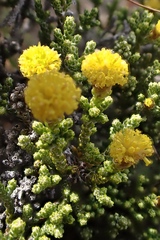 Helichrysum parvifolium