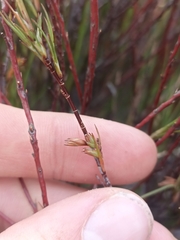 Dracophyllum subulatum
