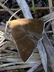Argyrostrotis quadrifilaris