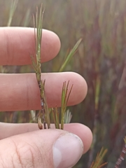 Dracophyllum subulatum