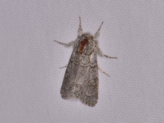 Acronicta tota