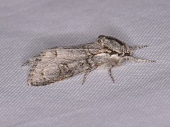 Acronicta tota