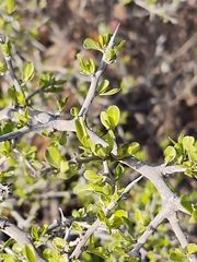 Condalia hookeri