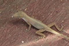 Anolis cupreus