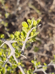 Condalia hookeri