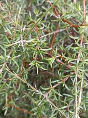 Coprosma rugosa