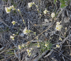 Draba cinerea