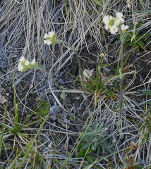 Draba cinerea
