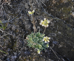 Draba cinerea